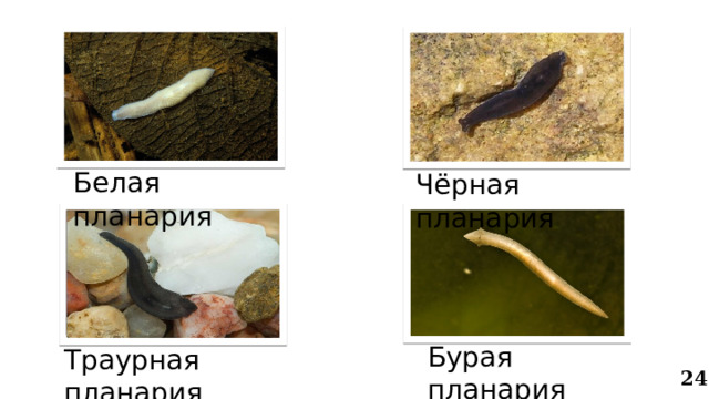 Белая планария Чёрная  планария Бурая планария Траурная планария 24 