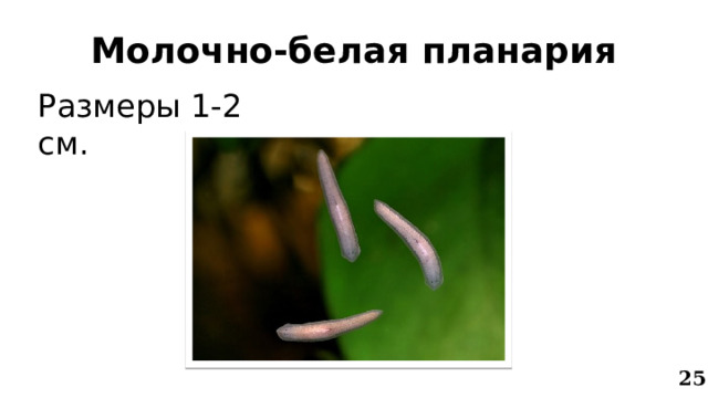 Молочно-белая планария Размеры 1-2 см. 25 