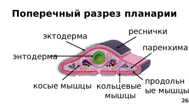 Поперечный разрез планарии реснички эктодерма паренхима энтодерма продольные мышцы косые мышцы кольцевые мышцы 26 