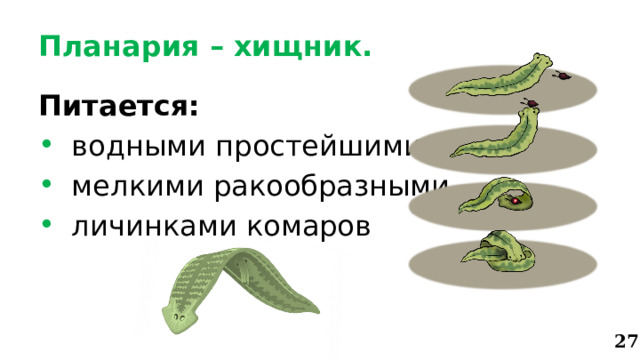 Планария – хищник. Питается:  водными простейшими  мелкими ракообразными  личинками комаров 27 
