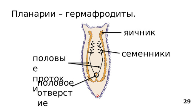 Планарии – гермафродиты. яичник семенники половые протоки половое отверстие 29 