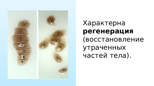 Характерна регенерация (восстановление утраченных частей тела). 