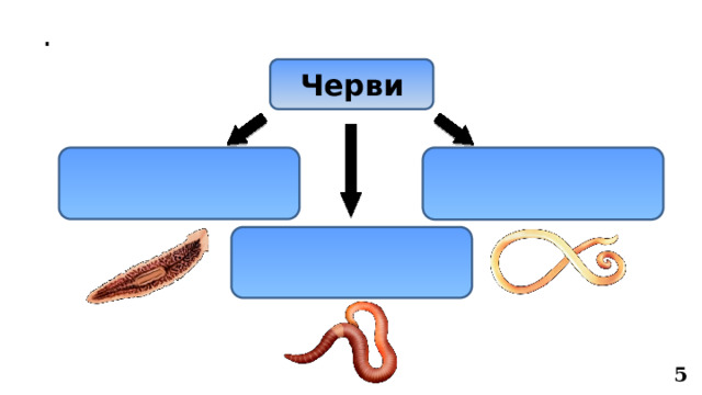 . Черви 5 