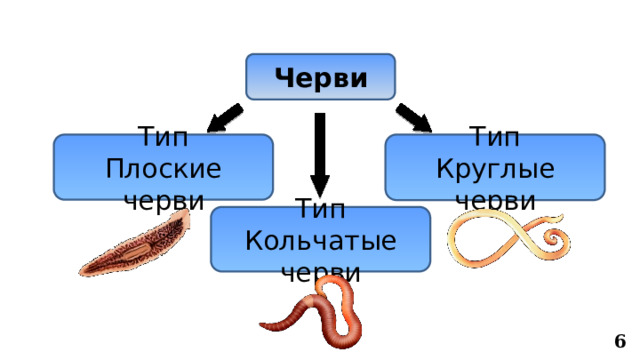 Черви Тип Тип Плоские черви Круглые черви Тип Кольчатые черви 6 