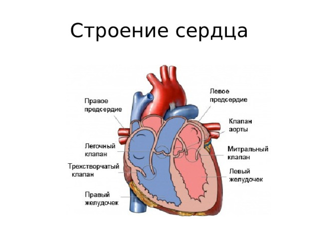 Строение сердца 