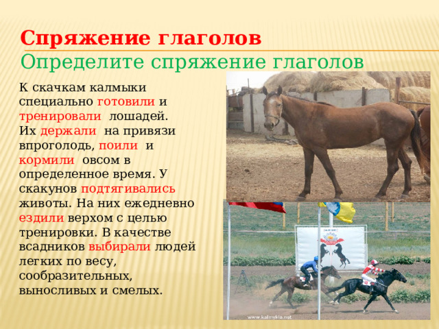 Спряжение глаголов Определите спряжение глаголов К скачкам калмыки специально готовили и тренировали лошадей. Их держали на привязи впроголодь, поили и кормили овсом в определенное время. У скакунов подтягивались животы. На них ежедневно ездили верхом с целью тренировки. В качестве всадников выбирали людей легких по весу, сообразительных, выносливых и смелых. 
