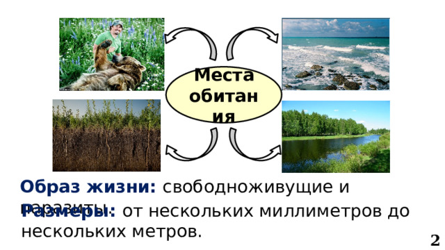 Места обитания Образ жизни: свободноживущие и паразиты. Размеры: от нескольких миллиметров до нескольких метров. 2 
