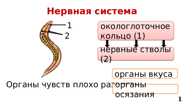 Нервная система 1 окологлоточное кольцо (1) 2 нервные стволы (2) органы вкуса Органы чувств плохо развиты. органы осязания 11 