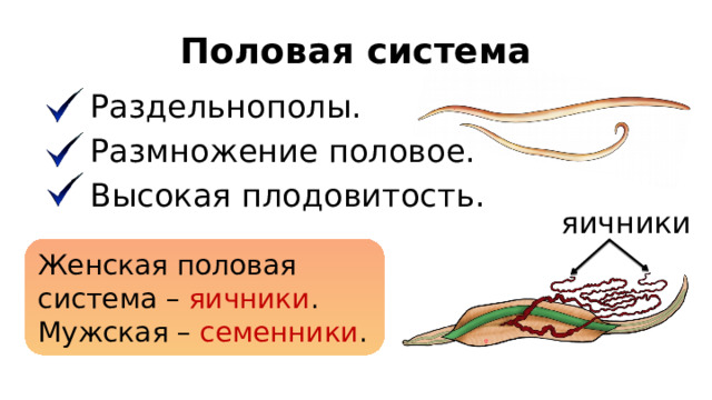 Половая система Раздельнополы. Размножение половое. Высокая плодовитость. яичники Женская половая система – яичники . Мужская – семенники . 
