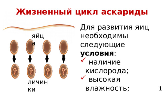 Жизненный цикл аскариды Для развития яиц необходимы следующие условия :  наличие кислорода;  высокая влажность;  температура 25 °С. яйца личинки 13 