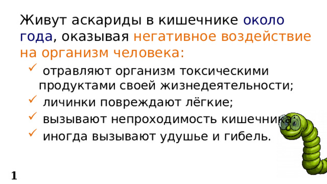 Живут аскариды в кишечнике около года , оказывая негативное воздействие на организм человека :  отравляют организм токсическими продуктами своей жизнедеятельности;  личинки повреждают лёгкие;  вызывают непроходимость кишечника;  иногда вызывают удушье и гибель. 15 