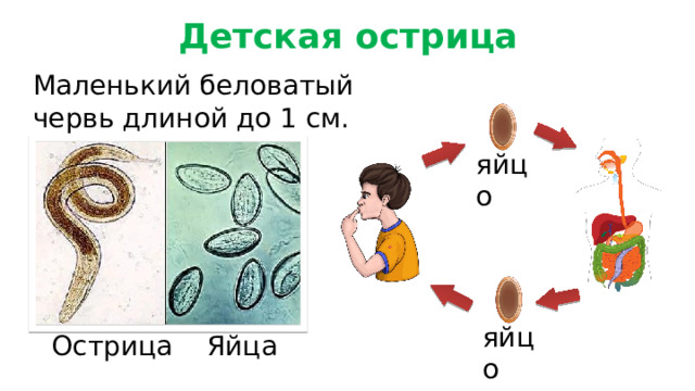 Детская острица Маленький беловатый червь длиной до 1 см. яйцо яйцо Острица Яйца 