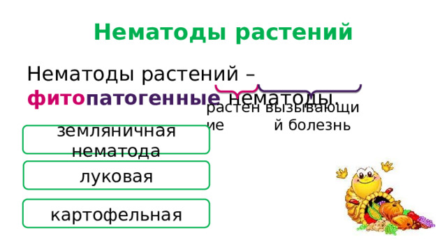 Нематоды растений Нематоды растений – фито патогенные нематоды. растение вызывающий болезнь земляничная нематода луковая картофельная 