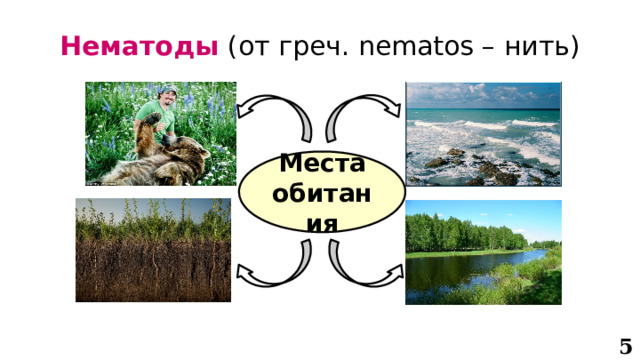 Нематоды  (от греч. nematos – нить) Места обитания 5 