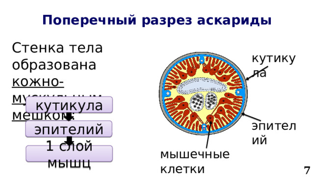 Поперечный разрез аскариды Стенка тела образована кожно-мускульным мешком : кутикула кутикула эпителий эпителий мышечные  клетки 1 слой мышц 7 