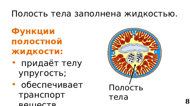 Полость тела заполнена жидкостью. Функции полостной жидкости:  придаёт телу упругость;  обеспечивает транспорт веществ. Полость тела 8 