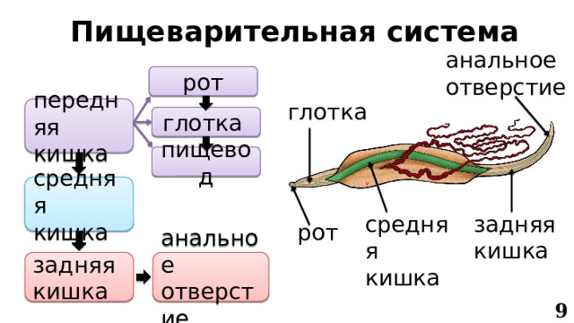 Пищеварительная система анальное  отверстие рот глотка передняя кишка глотка пищевод средняя кишка задняя  кишка средняя  кишка рот анальное отверстие задняя кишка 9 
