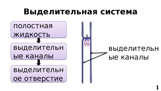 Выделительная система полостная жидкость выделительные каналы выделительные каналы выделительное отверстие 10 