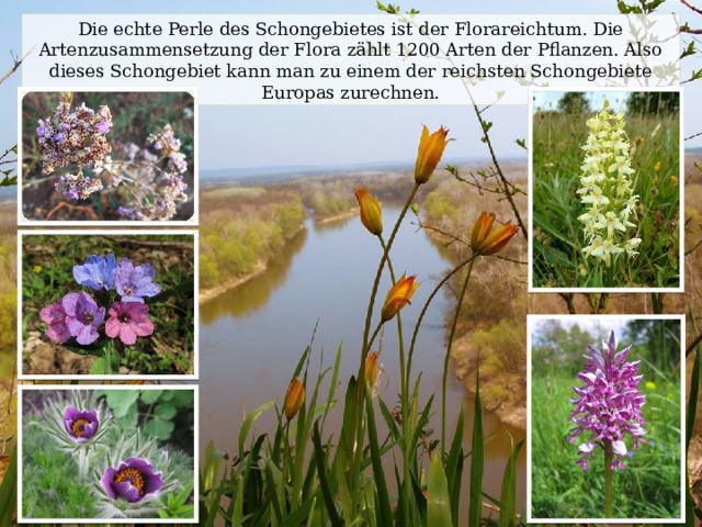 Die echte Perle des Schongebietes ist der Florareichtum. Die Artenzusammensetzung der Flora zählt 1200 Arten der Pflanzen. Also dieses Schongebiet kann man zu einem der reichsten Schongebiete Europas zurechnen. 