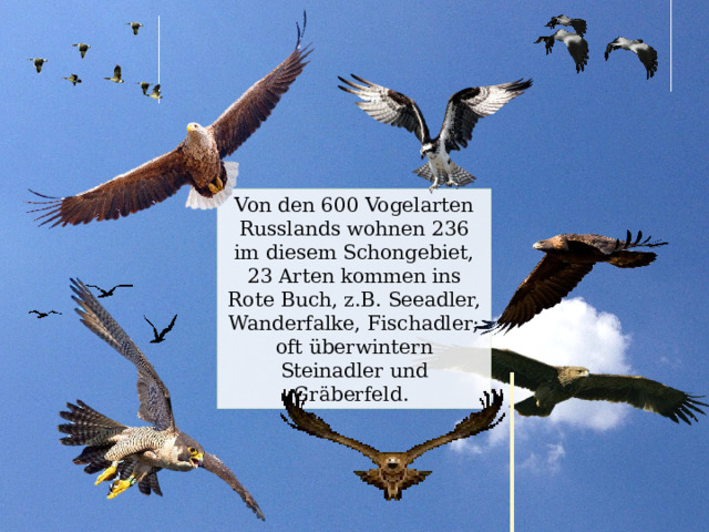 Von den 600 Vogelarten Russlands wohnen 236 im diesem Schongebiet, 23 Arten kommen ins Rote Buch, z.B. Seeadler, Wanderfalke, Fischadler; oft überwintern Steinadler und Gräberfeld. 