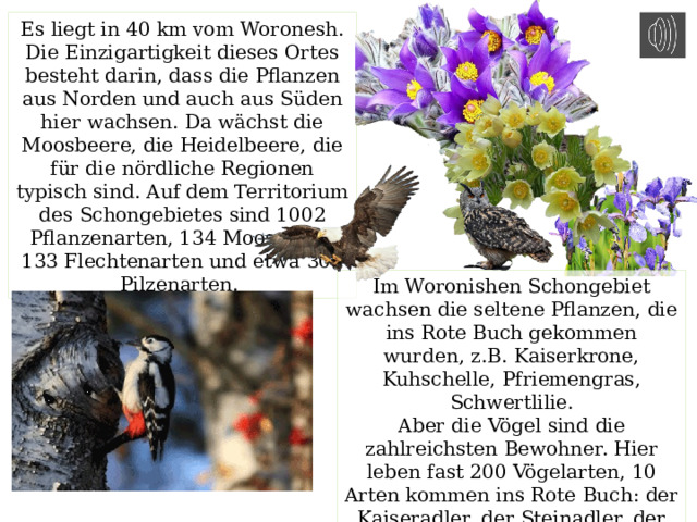 Es liegt in 40 km vom Woronesh. Die Einzigartigkeit dieses Ortes besteht darin, dass die Pflanzen aus Norden und auch aus Süden hier wachsen. Da wächst die Moosbeere, die Heidelbeere, die für die nördliche Regionen typisch sind. Auf dem Territorium des Schongebietes sind 1002 Pflanzenarten, 134 Moosarten, 133 Flechtenarten und etwa 300 Pilzenarten. Im Woronishen Schongebiet wachsen die seltene Pflanzen, die ins Rote Buch gekommen wurden, z.B. Kaiserkrone, Kuhschelle, Pfriemengras, Schwertlilie. Aber die Vögel sind die zahlreichsten Bewohner. Hier leben fast 200 Vögelarten, 10 Arten kommen ins Rote Buch: der Kaiseradler, der Steinadler, der Seeadler, der Fischadler, der Schlangenadler, der Uhu, der europäische Specht. 