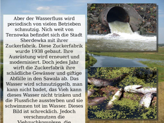 Aber der Wasserfluss wird periodisch von vielen Betrieben schmutzig. Nich weit von Ternowka befindet sich die Stadt Sherdewka mit ihrer Zuckerfabrik. Diese Zuckerfabrik wurde 1938 gebaut. Ihre Ausrüstung wird erneuert und modernisiert. Doch jedes Jahr wirft die Zuckerfabrik ihre schädliche Gewässer und giftige Abfälle in den Sawala ab. Das Wasser wird schmutziggelb, man kann nicht badet, das Vieh kann dieses Wasser nicht trinken und die Flussfiche aussterben und sie schwimmen tot im Wasser. Dieses Bild ist schrecklich. Jedoch verschmutzen die Viehzuchkomplexe, die Sommerviehfarme und die Sherdewka-Zuckerfabrik das Wasser im Savala. 