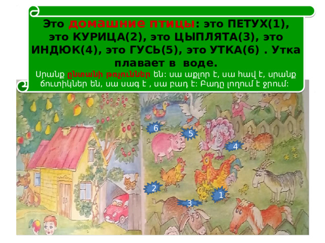 Это домашние птицы : это ПЕТУХ(1), это КУРИЦА(2), это ЦЫПЛЯТА(3), это ИНДЮК(4), это ГУСЬ(5), этօ УТКА(6) . Утка плавает в воде. Սրանք ընտանի թռչուններ են: սա աքլոր է, սա հավ է, սրանք ճուտիկներ են, սա սագ է , սա բադ է: Բադը լողում է ջրում: 6 5 4 2 1 3 