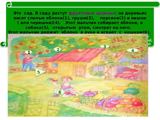 5  Это сад. В саду растут фруктовые деревья : на деревьях висят спелые яблоки(1), груши(2), персики(3) и вишни ( или черешни)(4). Этот мальчик собирает яблоки, а собака(5), открытым ртом, смотрит на него. Этот мальчик держит яблоко в руке и играет с кошком(6). Սա այգի է: Այգում աճում են մրգատու ծառեր : Ծառերի վրա կախված են հասած խնձորները, տանձերը, դեղձերն ու բալը (կեռասը): Այս տղան խնձորներն է հավաքում, իսկ շունը նրան է նայում: Այս տղան խնձորը ձեռքը բռնած՝ կատվի հետ է խաղում: 3 2 4 1 6 