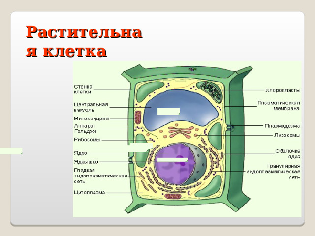 Растительная клетка 