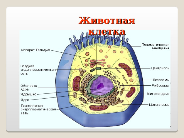 Животная  клетка 