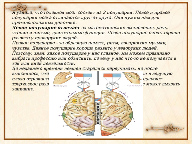 Развитие двух полушарий. Два полушария головного мозга за что отвечают. Полушария за что отвечают Левша. Какое полушарие отвечает за левую руку. За что отвечают полушария головного мозга человека левое и правое.