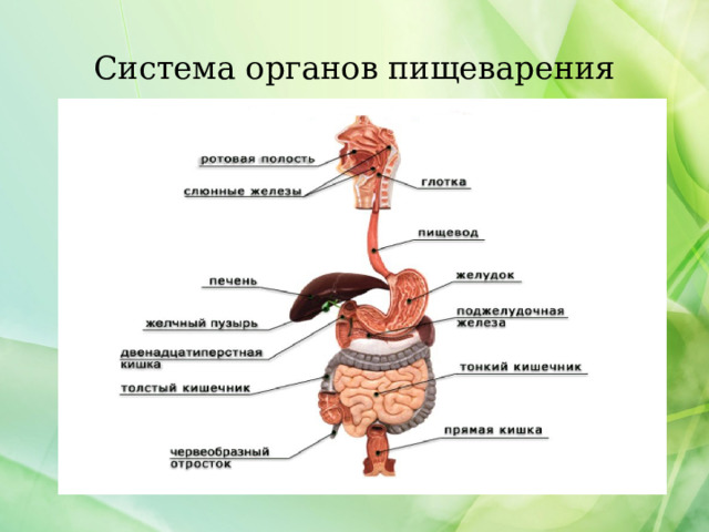 Система органов пищеварения  