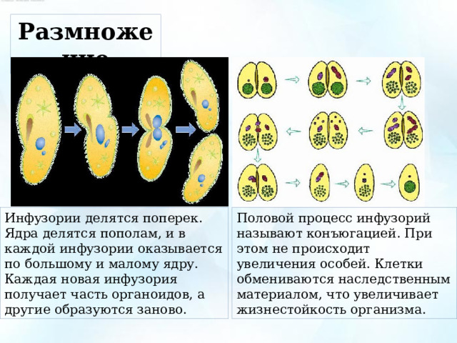 Размножение Инфузории делятся поперек. Ядра делятся пополам, и в каждой инфузории оказывается по большому и малому ядру. Каждая новая инфузория получает часть органоидов, а другие образуются заново. Половой процесс инфузорий называют конъюгацией. При этом не происходит увеличения особей. Клетки обмениваются наследственным материалом, что увеличивает жизнестойкость организма. 