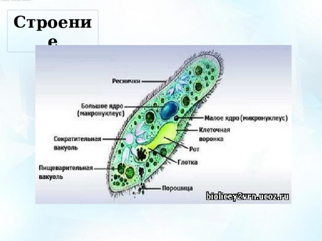 Строение 