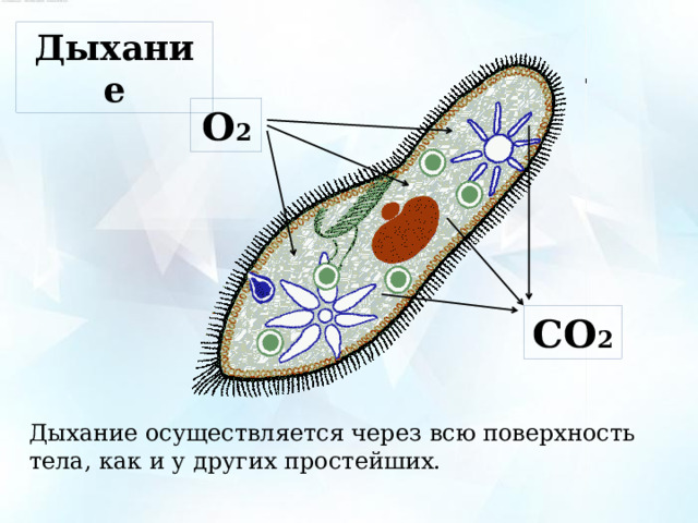 Дыхание О 2 СО 2 Дыхание осуществляется через всю поверхность тела, как и у других простейших. 