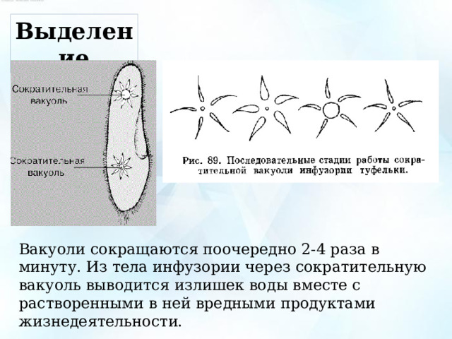 Выделение Вакуоли сокращаются поочередно 2-4 раза в минуту. Из тела инфузории через сократительную вакуоль выводится излишек воды вместе с растворенными в ней вредными продуктами жизнедеятельности. 