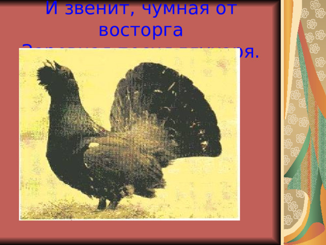 И звенит, чумная от восторга  Заревная песня глухаря. 