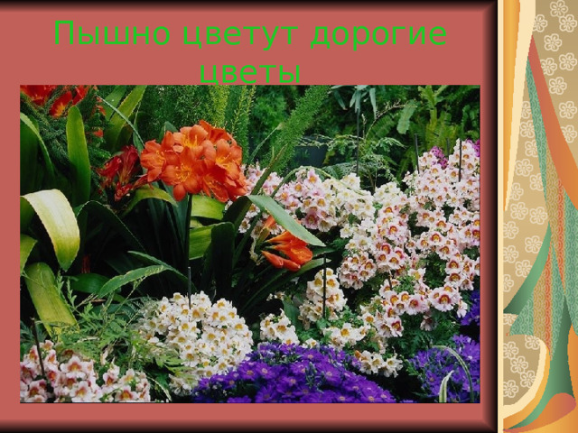 Пышно цветут дорогие цветы 