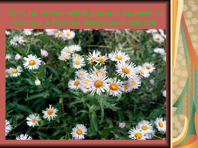Есть на полях моей родины скромные  Сестры и братья заморских цветов. 