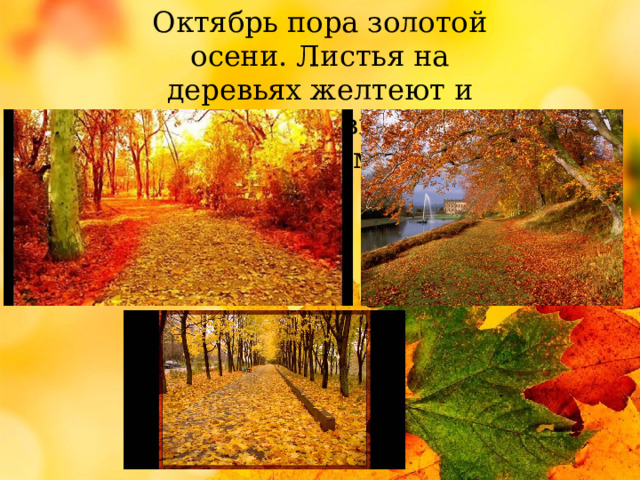 Октябрь пора золотой осени. Листья на деревьях желтеют и лес становиться золотым. 