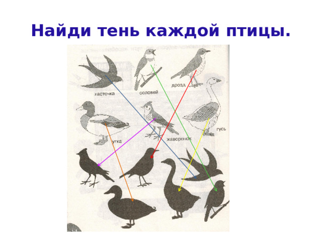 Найди тень каждой птицы. 