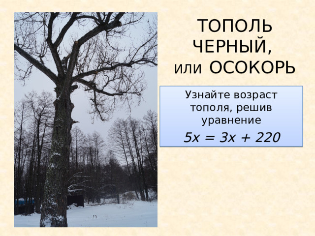 ТОПОЛЬ ЧЕРНЫЙ,  ИЛИ  ОСОКОРЬ Узнайте возраст тополя, решив уравнение 5х = 3х + 220 