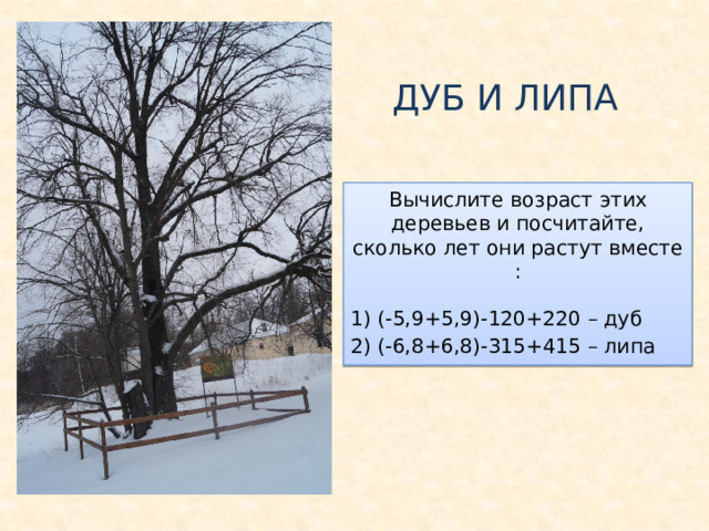 Дуб сколько высота. Диаметр ствола дуба. Липа Возраст дерева. Определить Возраст липы. Диаметр ствола липы.