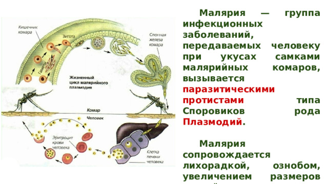 Одноклеточные зелёные водоросли Хлорелла Хламидомонада  