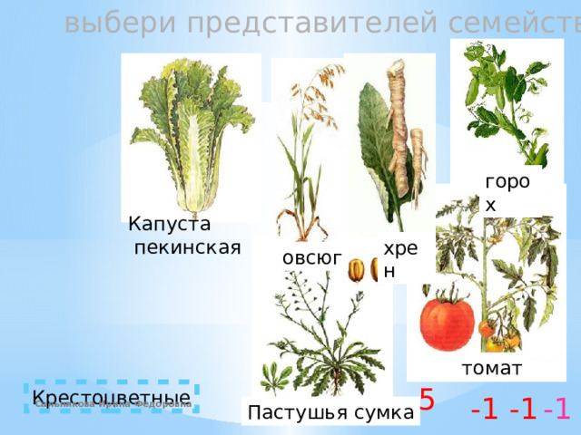 выбери представителей семейства крестоцветные горох Капуста  пекинская хрен овсюг томат 5 Крестоцветные -1 -1 -1 Сальникова Ирина Федоровна Пастушья сумка