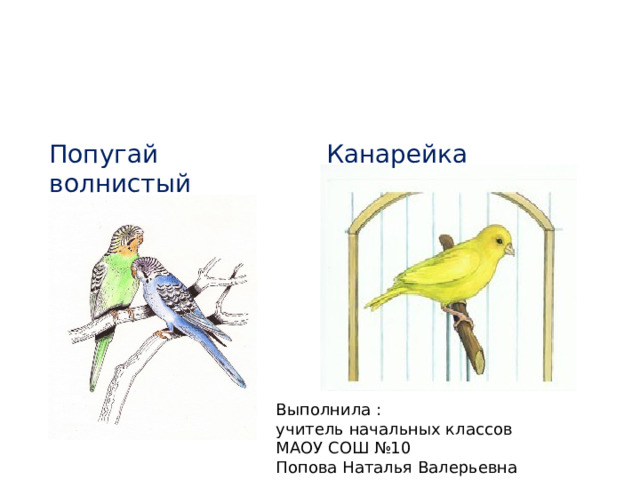 Птицы в уголке живой природы Попугай волнистый Канарейка Выполнила :  учитель начальных классов МАОУ СОШ №10  Попова Наталья Валерьевна 