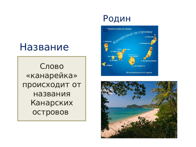 Родина Название Слово «канарейка» происходит от названия Канарских островов 