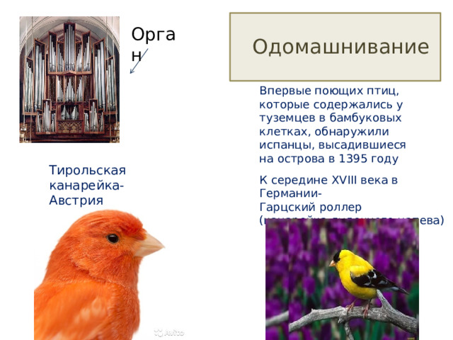 Орган  Одомашнивание Впервые поющих птиц, которые содержались у туземцев в бамбуковых клетках, обнаружили испанцы, высадившиеся на острова в 1395 году Тирольская канарейка- Австрия К середине XVIII века в Германии-  Гарцский роллер (канарейка дудочного напева) 