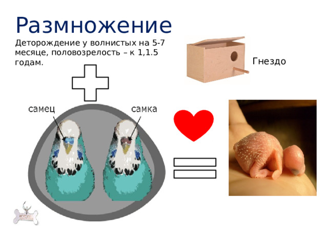 Размножение  Деторождение у волнистых на 5-7 месяце, половозрелость – к 1,1.5 годам. Гнездо 