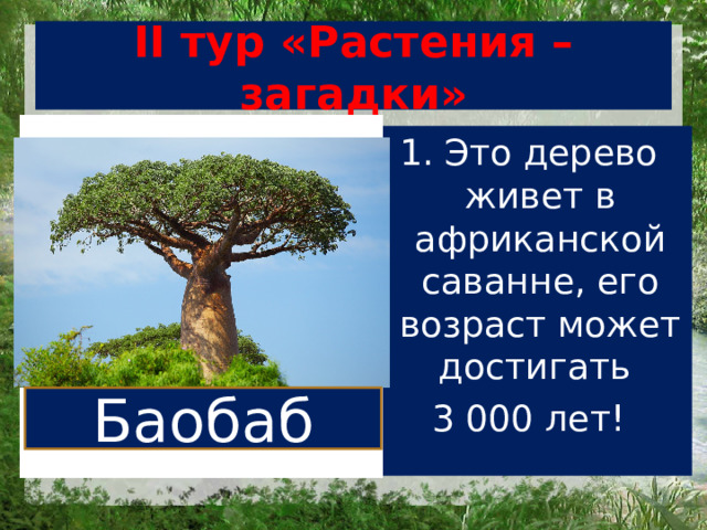 II тур «Растения – загадки» 1. Это дерево живет в африканской саванне, его возраст может достигать 3 000 лет! Баобаб 